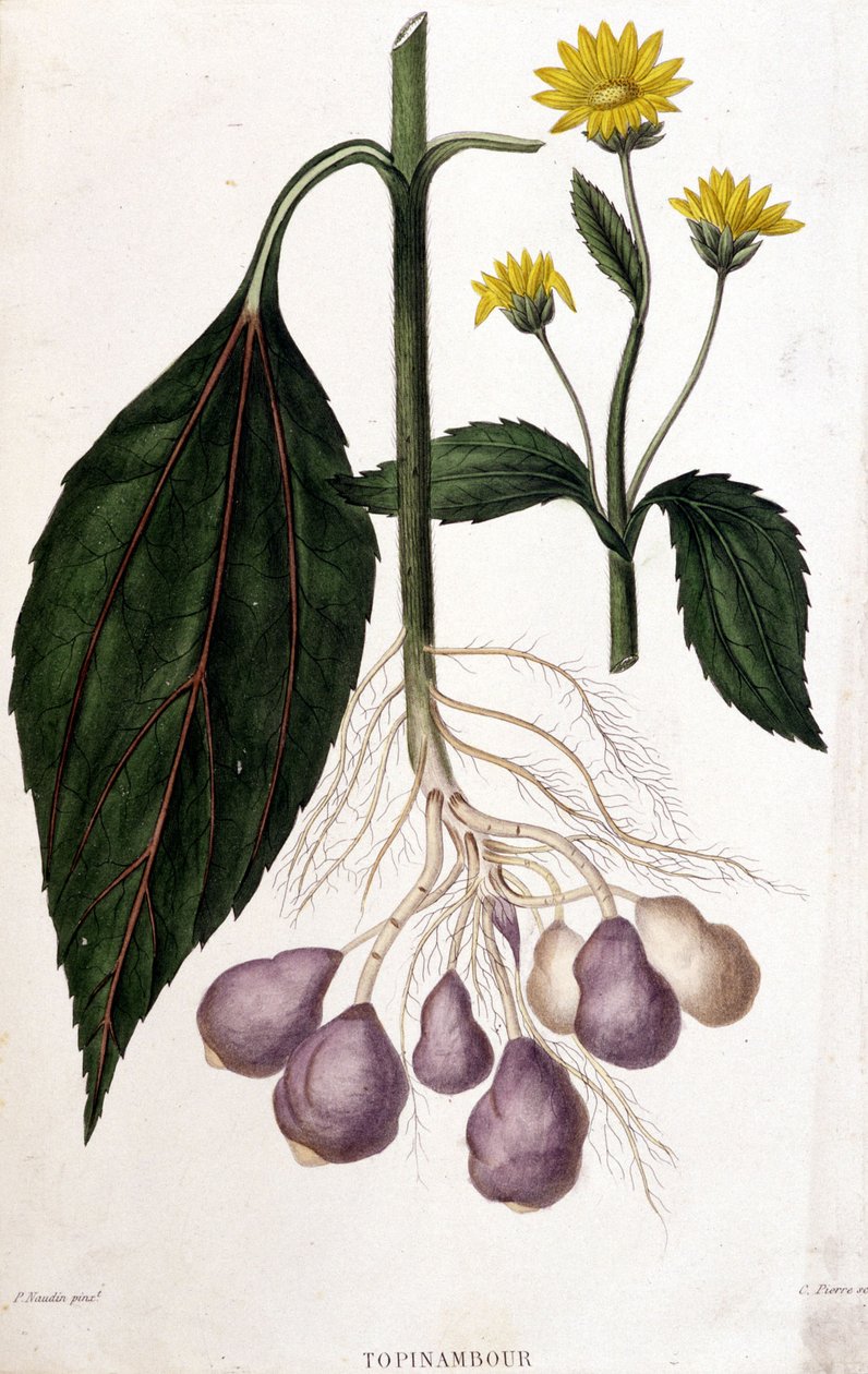 Alcachofa de Jerusalén - tabla botánica de Unknown artist