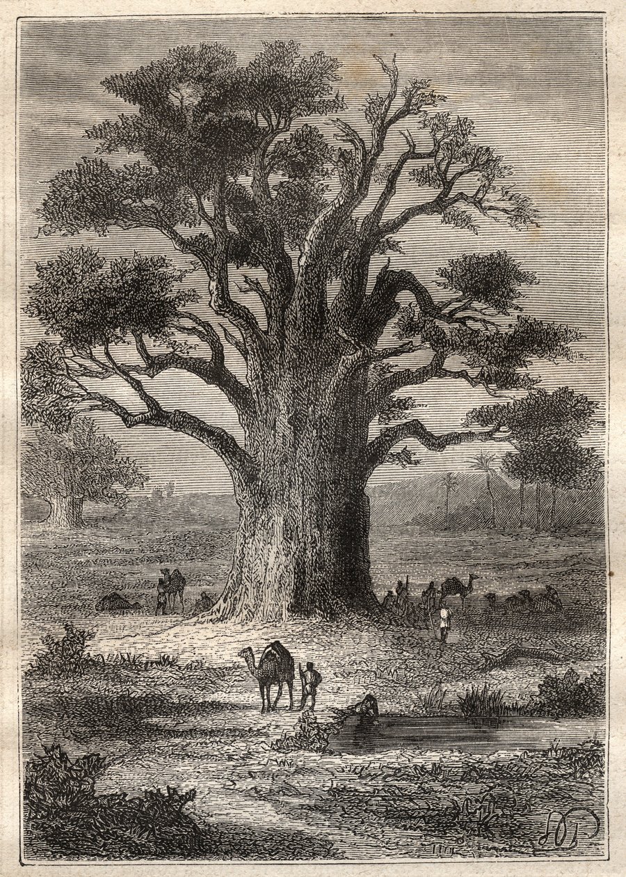 Viaje (1798) de Frederic Conrad (Konrad) Hornemann (1772-1801) a Fezzan (Libia): un baobab - ilustración tomada de “Los Grandes Navegantes del siglo XVIII” de Unknown artist