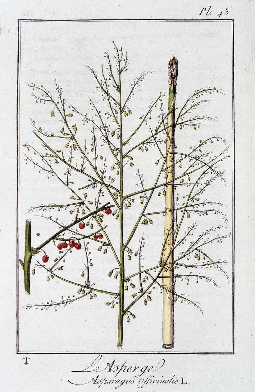El Espárrago (Asparagus Officinalis) - en “Ejercicios de botánica para el uso de los comerciantes”, redactado por J.C. Philibert, Imprenta de Crapelet, París de Unknown artist