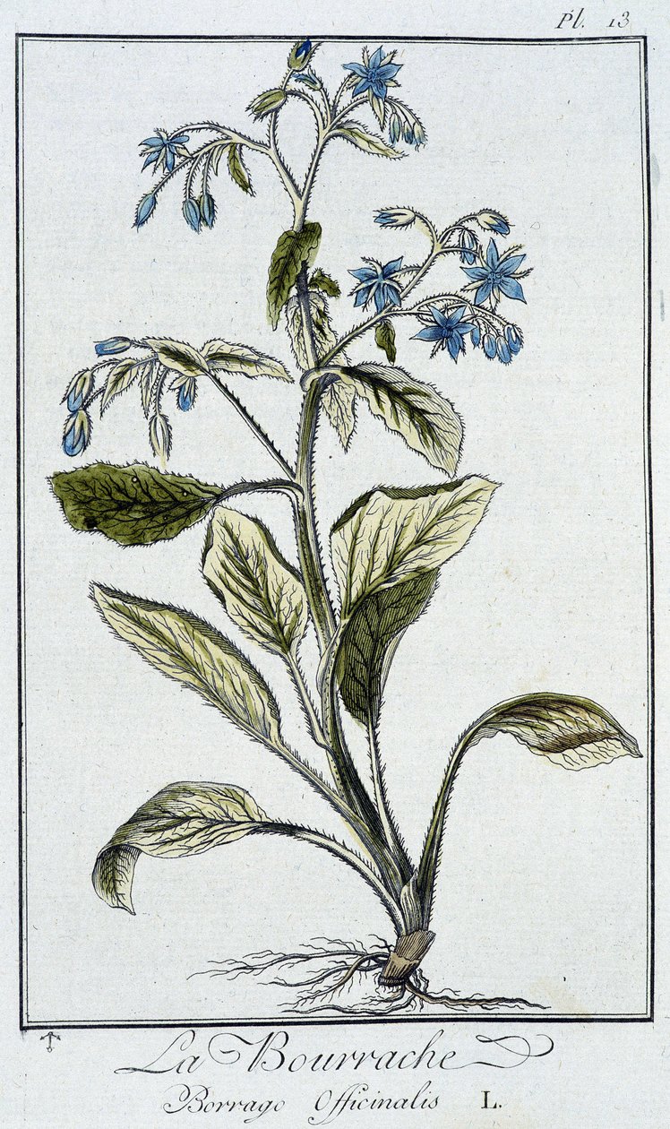 La borraja (Borrage Officinalis) - en “Ejercicios de botánica para el uso de los comerciantes”, escrito por J.C. Philibert, Imprimerie de Crapelet, París de Unknown artist
