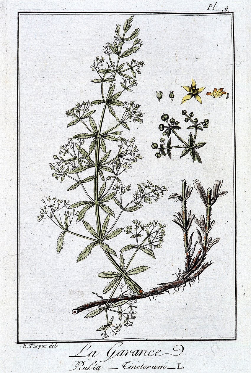 La Rubia (Rubia Tinctorum) - en “Ejercicios de botánica para uso de los comerciantes”, escrito por J.C. Philibert, Imprenta de Crapelet, París de Unknown artist