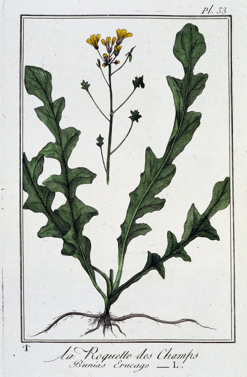 La roqueta de los campos (Bunias Erucago) - en "Ejercicios de botánica para el uso de los comerciantes", escrito por J.C. Philibert, Imprimerie de Crapelet, París de Unknown artist