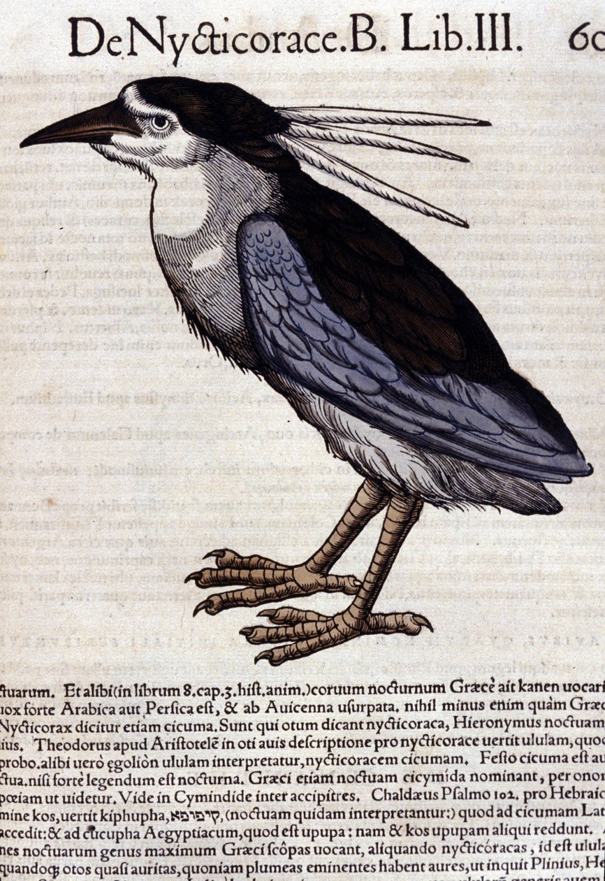 La bihoreau en Historia Animalium de Conrad Gesner (1516 - 1565), Tiguri de Unknown artist