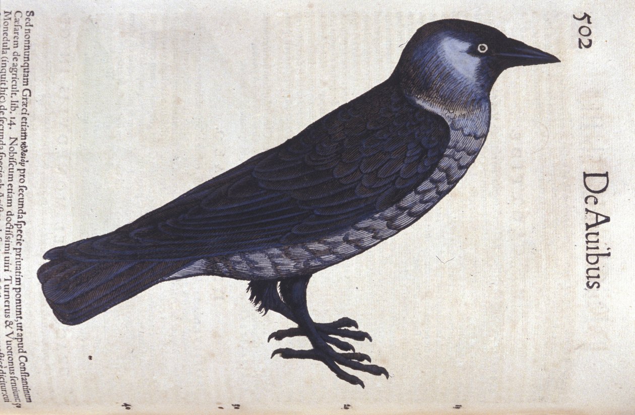 La choucas en Historia Animalium de Conrad Gesner (1516 - 1565), Tiguri de Unknown artist