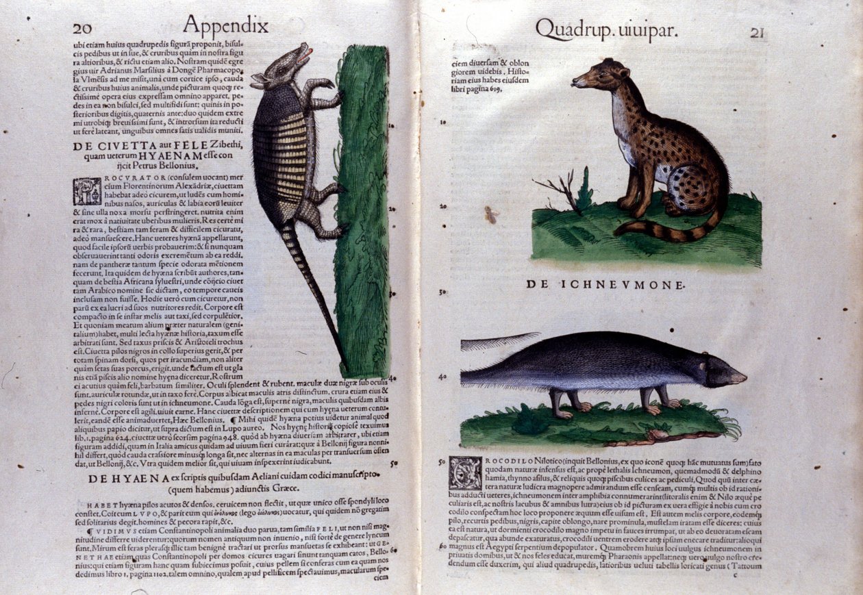 La civeta, la hiena y la mangosta, en Historia Animalium de Conrad Gesner (1516 - 1565), Tiguri de Unknown artist