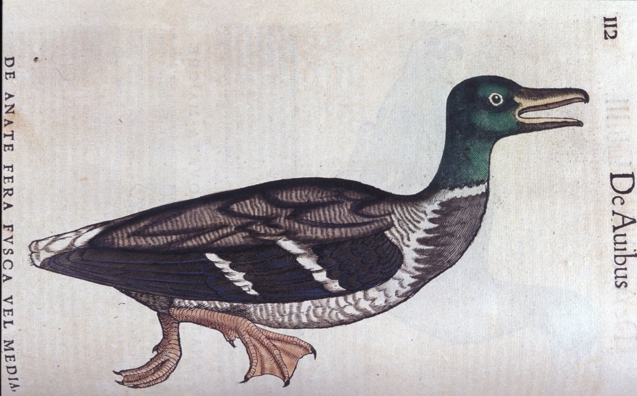 La ducard souchet en Historia Animalium de Conrad Gesner (1516 - 1565), Tiguri de Unknown artist