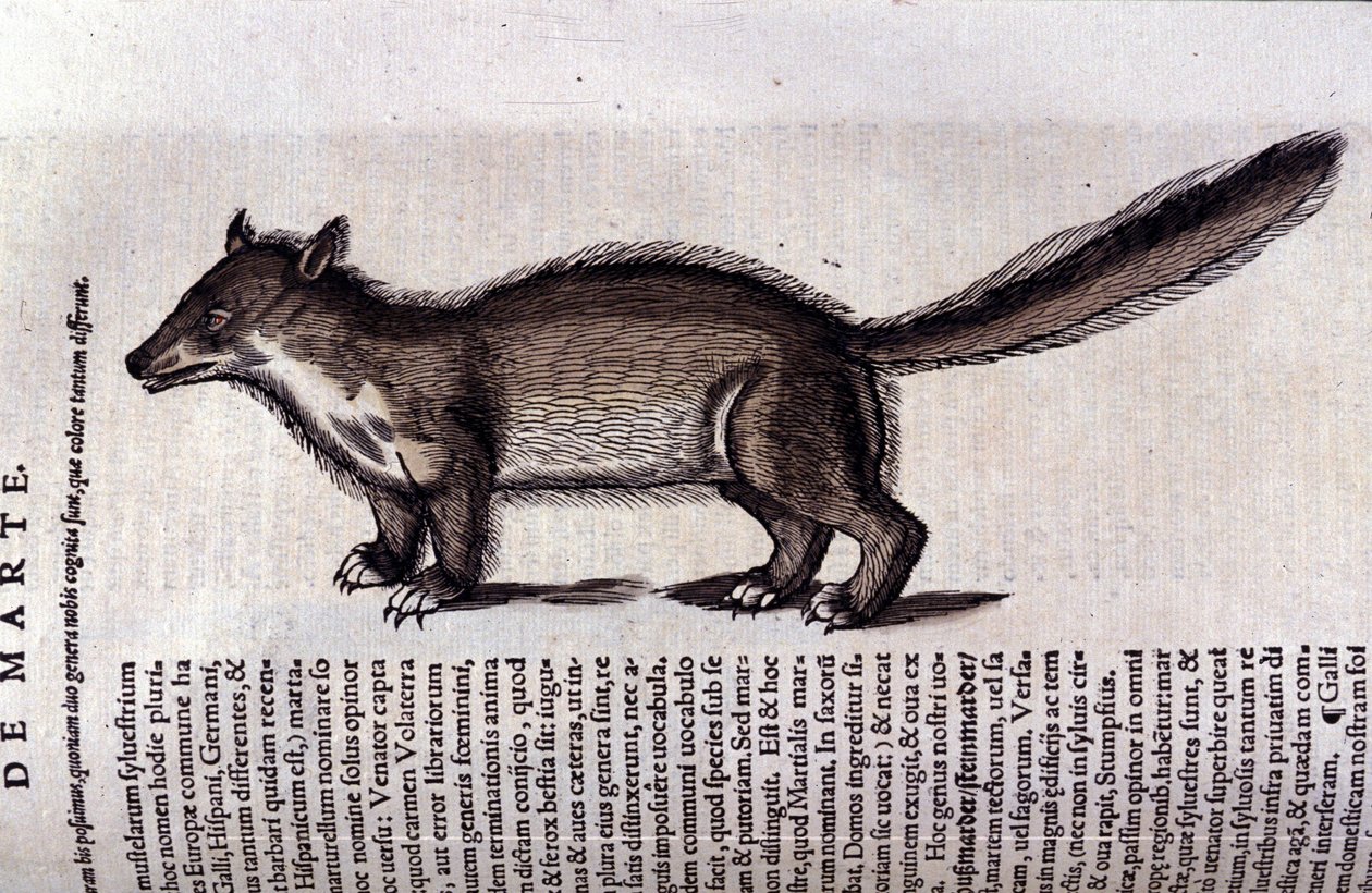 La martre (o marte) en Historia Animalium de Conrad Gesner (1516 - 1565), Tiguri de Unknown artist