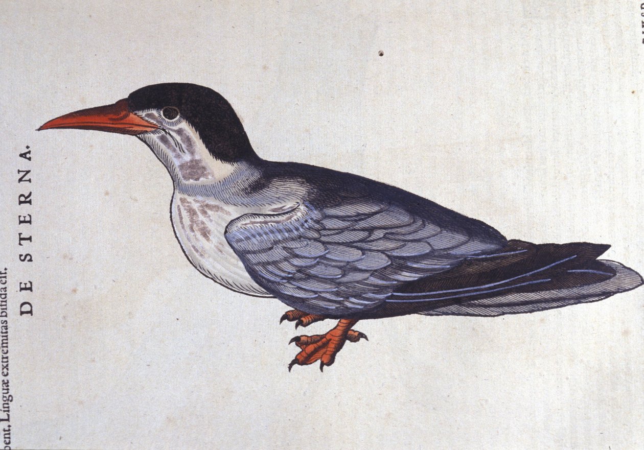 La golondrina de mar en Historia Animalium de Conrad Gesner (1516 - 1565), Tiguri de Unknown artist