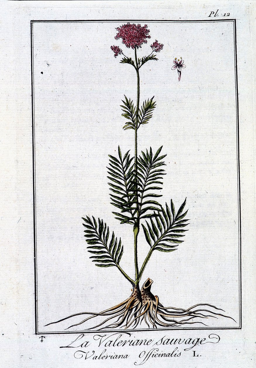 La valeriana salvaje - en "Ejercicio de botánica para el uso de los comerciantes" por J.C. Philibert, imp. de Crapelet, París de Unknown artist