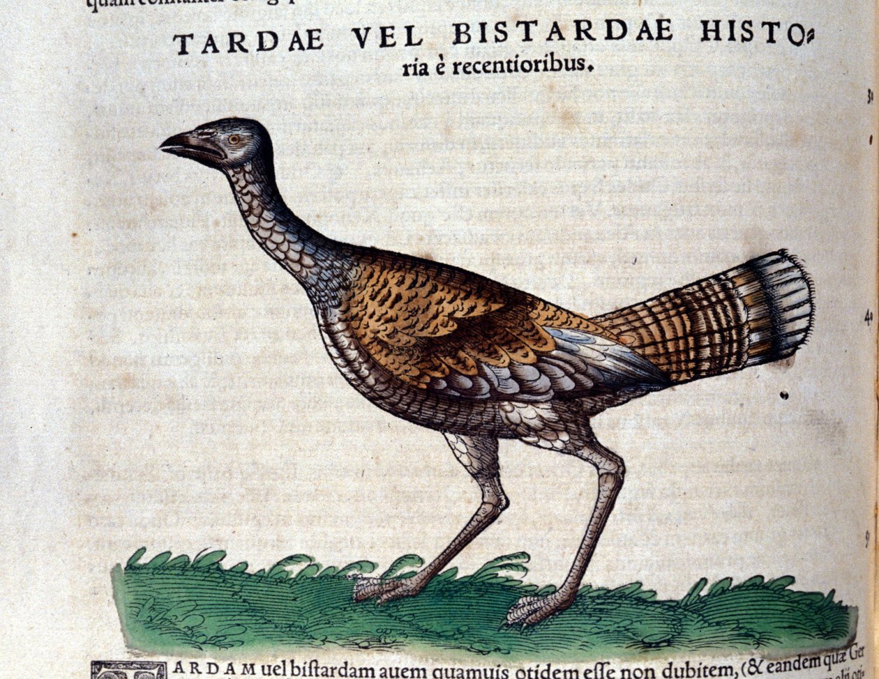 La avutarda en Historia Animalium por Conrad Gesner (1516 - 1565), Tiguri de Unknown artist
