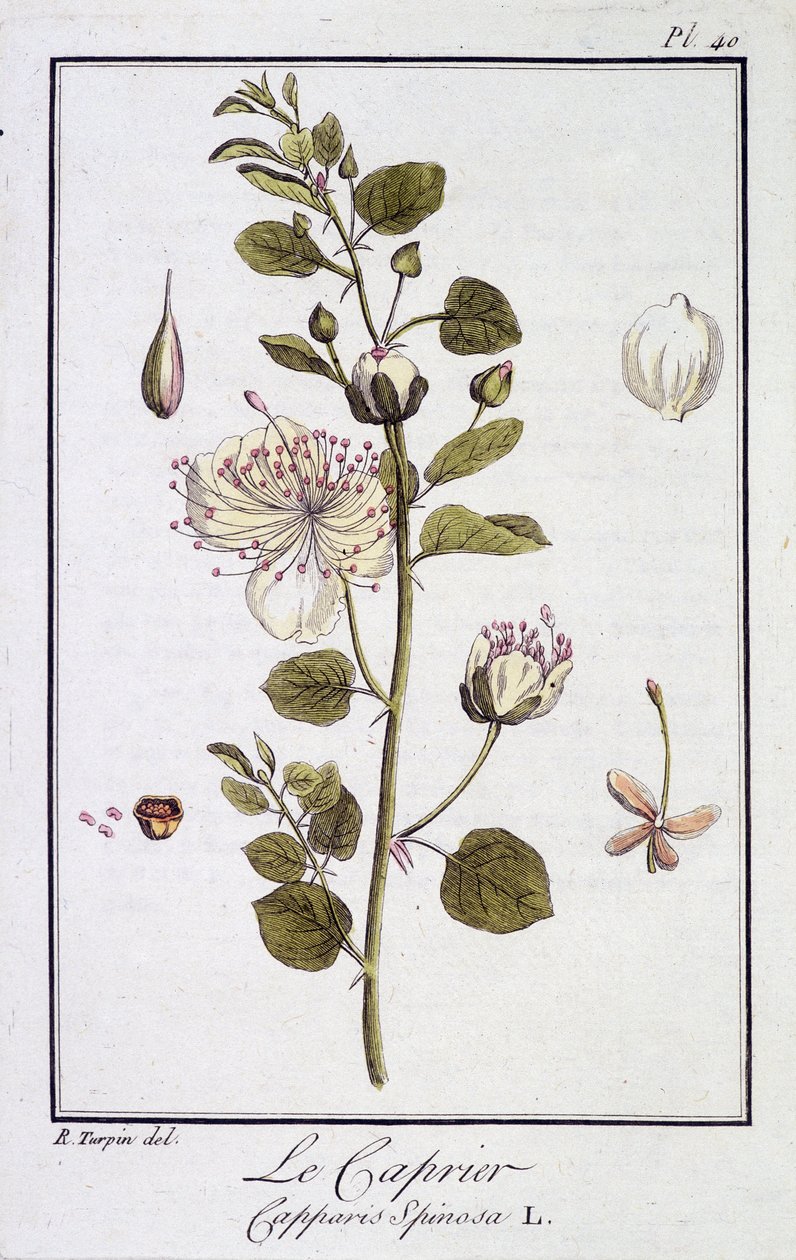 El alcaparro (Capparis Spinosa) - en “Ejercicios de botánica para el uso de los comerciantes”, redactado por J.C. Philibert, Imprimerie de Crapelet, París de Unknown artist