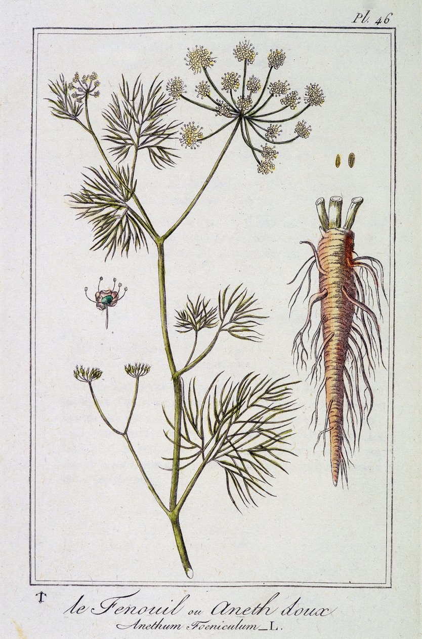 El Hinojo o Eneldo dulce (Anethum Foeniculum) - en “Ejercicios de botánica para uso de los comerciantes”, redactado por J.C. Philibert, Imprenta de Crapelet, París de Unknown artist