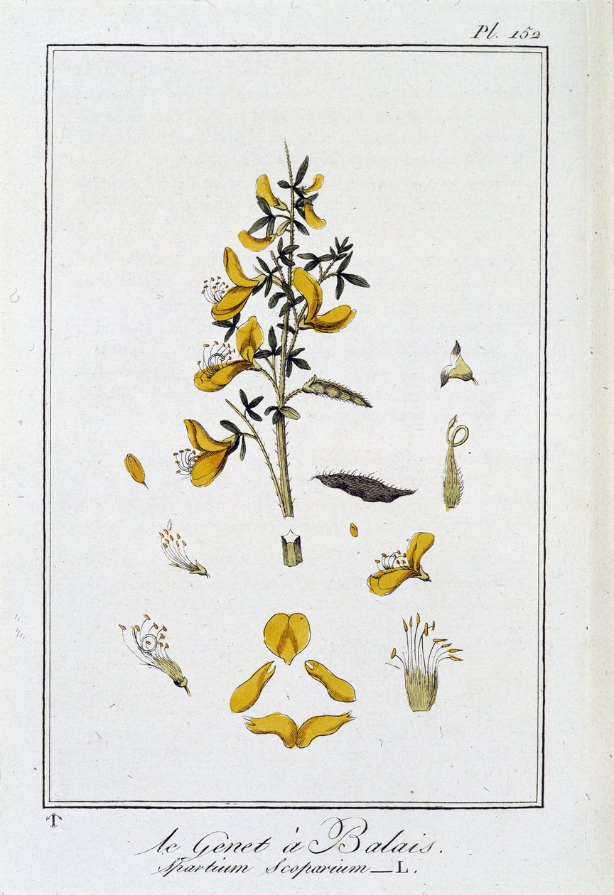 La retama (Spartium Scoparium) - en "Ejercicios de botánica para el uso de los comerciantes", redactado por J.C. Philibert, Imprimerie de Crapelet, París de Unknown artist