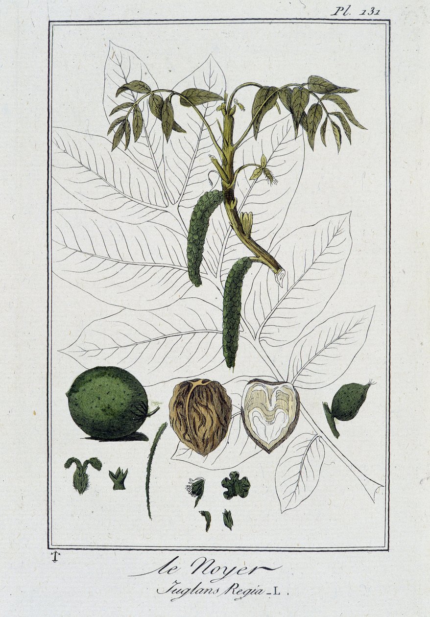 El Nogal (Juglans Regia) - en “Ejercicios de botánica para uso de los comerciantes”, escrito por J.C. Philibert, Imprenta de Crapelet, París de Unknown artist