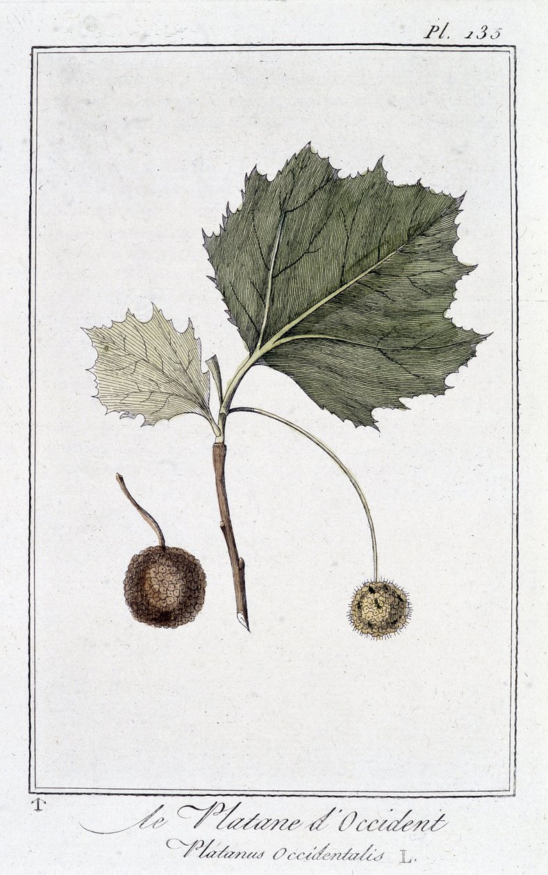 El Plátano de Occidente (Platanus occidentalis) - en “Ejercicios de botánica para el uso de los comerciantes”, redactado por J.C. Philibert, Imprenta de Crapelet, París de Unknown artist