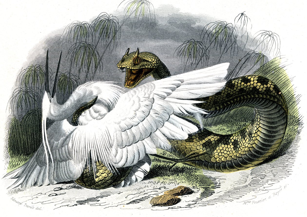 Le ceraste (Vipera cerastes) - Lámina de Historia Natural de Bernard Germain de Lacepede (1856-1925), edición P.Furme, París de Unknown artist