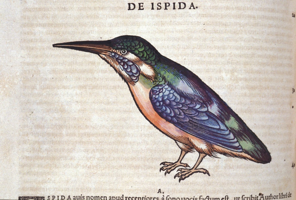 El abejaruco en Historia Animalium por Conrad Gesner (1516 - 1565), Tiguri de Unknown artist