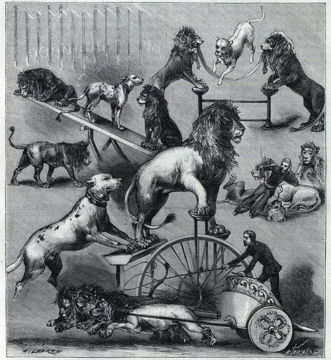 Los leones amaestrados del Nuevo Circo en París: diferentes trucos de un número acrobático con leones, domadores y perros. Grabado en “La Nature” 1890. Colección privada. de Unknown artist