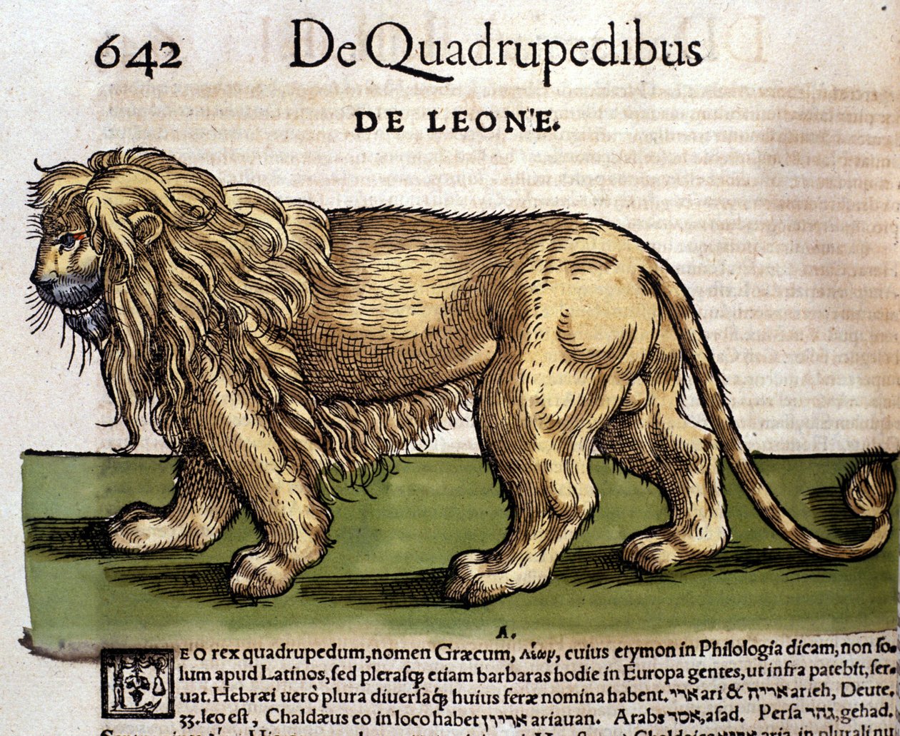 León según la Historia Animalium de Conrad Gesner, Tiguri 1560. Biblioteca nacional Braidense. Milán de Unknown artist