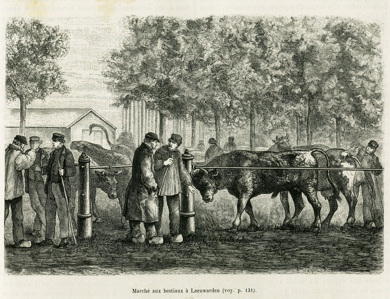 Ganado caminando en Leeuwarden (Países Bajos). Grabado para ilustrar la historia La Frisia, basada en una relación de un periódico holandés, en Le Tour du monde 1886, dirigido por Edouard Charton (1807-1890), Hachette, París. de Unknown artist