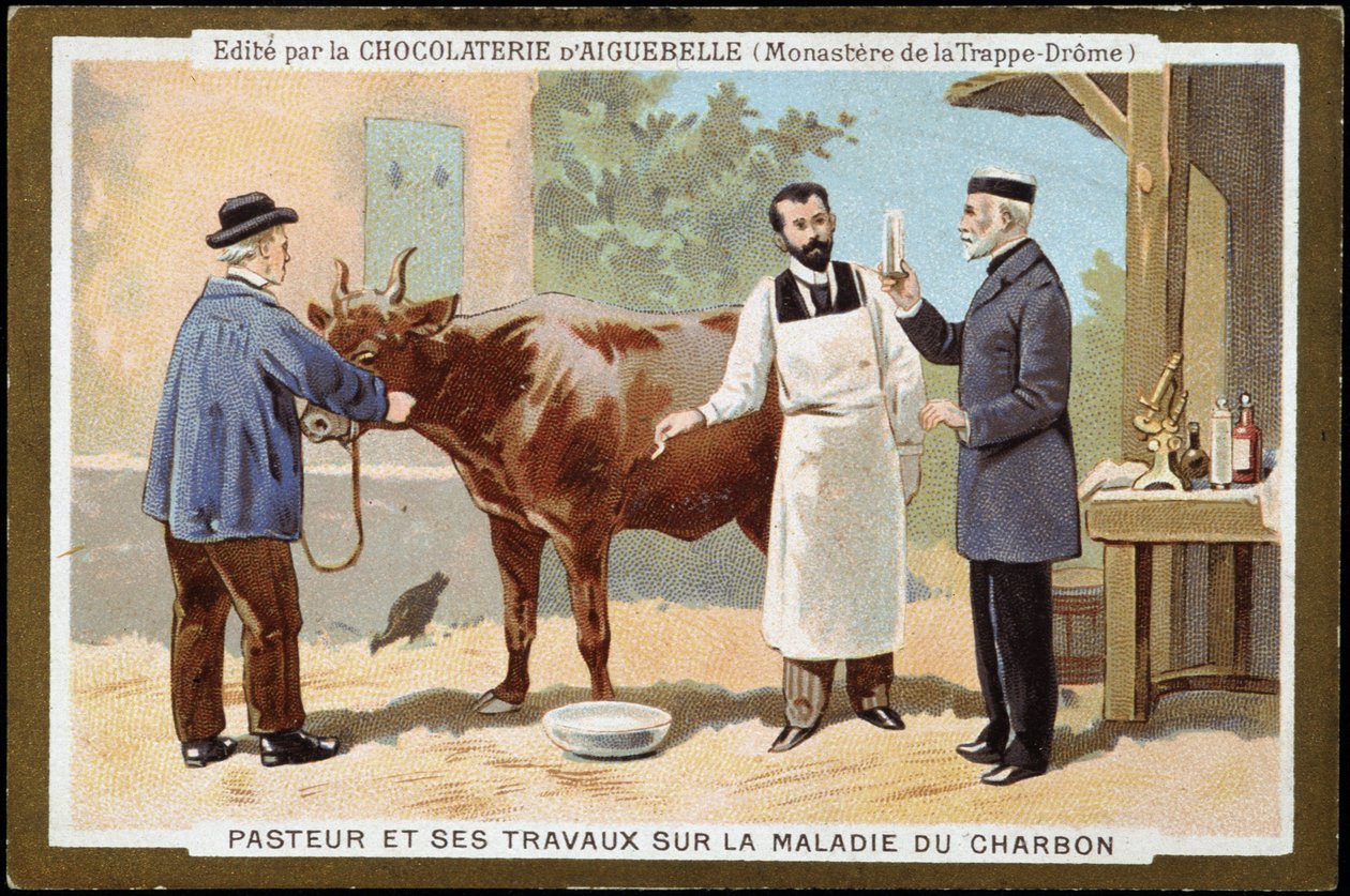 Louis Pasteur y su trabajo sobre la enfermedad del carbón - etiqueta publicitaria de Chocolats d