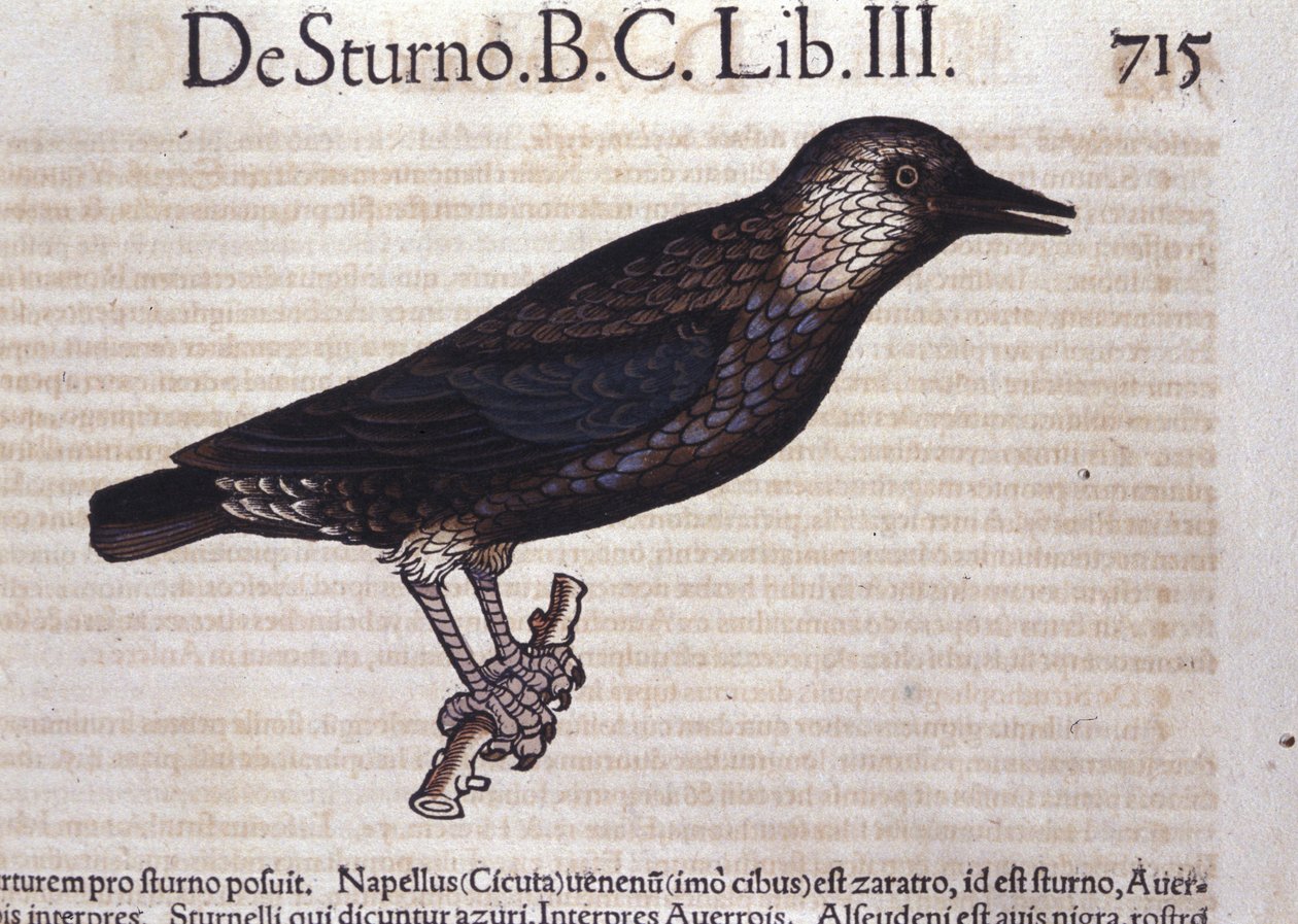 El estornino en Historia Animalium de Conrad Gesner (1516 - 1565), Tiguri de Unknown artist