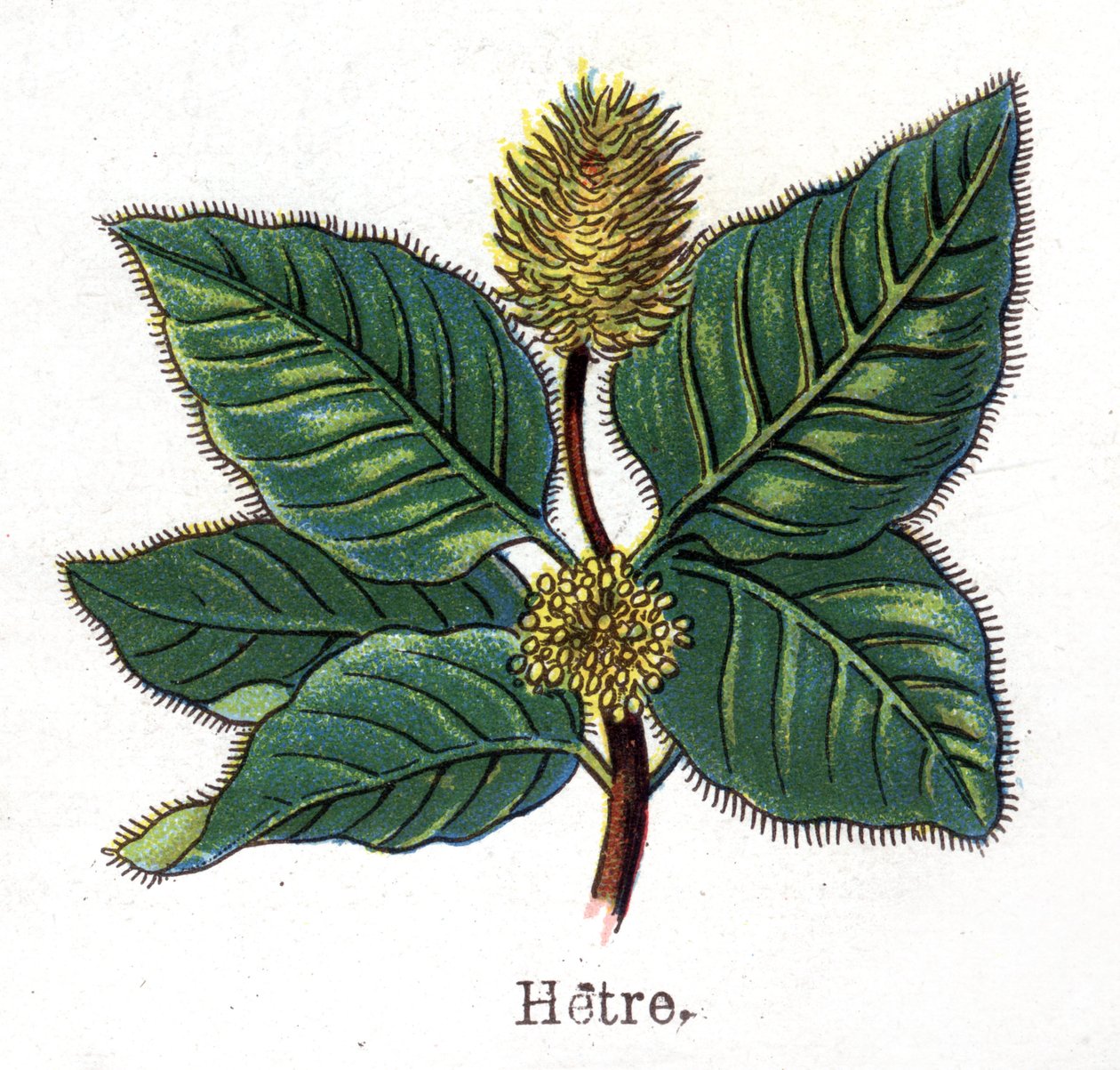 Plantas botánicas medicinales y alimenticias: haya. Grabado en “La medicación natural”, de Friedrich Eduard Bilz (1842-1922) de Unknown artist