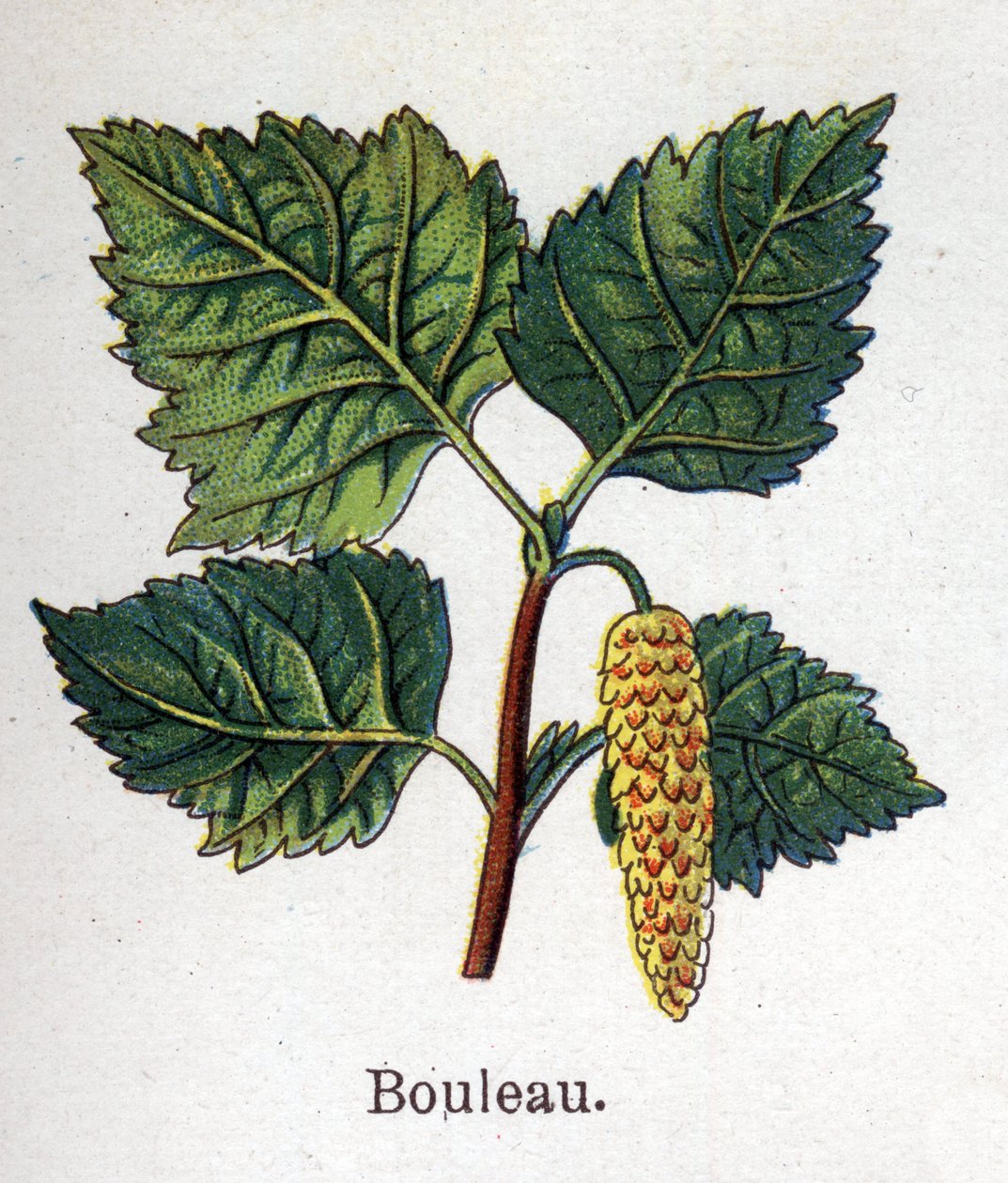 Plantas botánicas medicinales y alimenticias: abedul. Grabado en “La medicación natural” de Friedrich Eduard Bilz (1842-1922). de Unknown artist