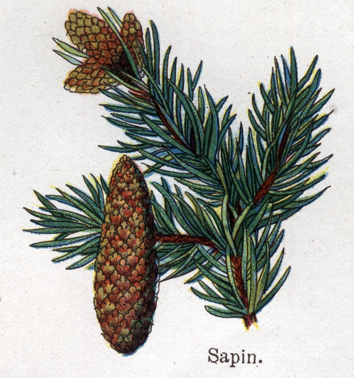 Plantas botánicas medicinales y alimenticias: abeto. Grabado en "La medicación natural" de Friedrich Eduard Bilz (1842-1922) de Unknown artist
