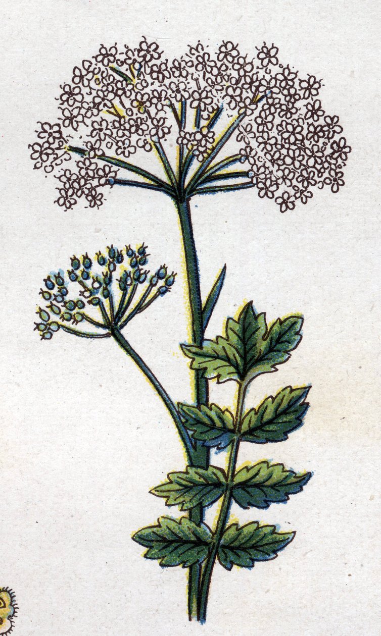 Plantas botánicas medicinales y alimenticias: gran locaje. Grabado en “La medicación natural”, de Friedrich Eduard Bilz (1842-1922) de Unknown artist