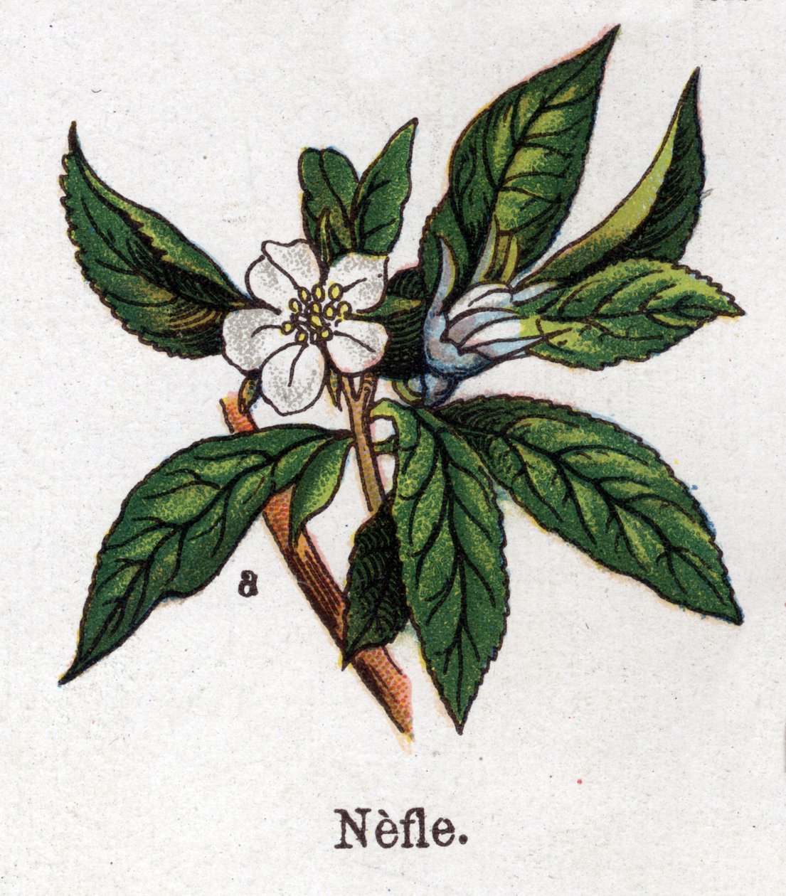 Plantas botánicas medicinales y alimenticias: níspero. Grabado en “La medicación natural”, de Friedrich Eduard Bilz (1842-1922) de Unknown artist