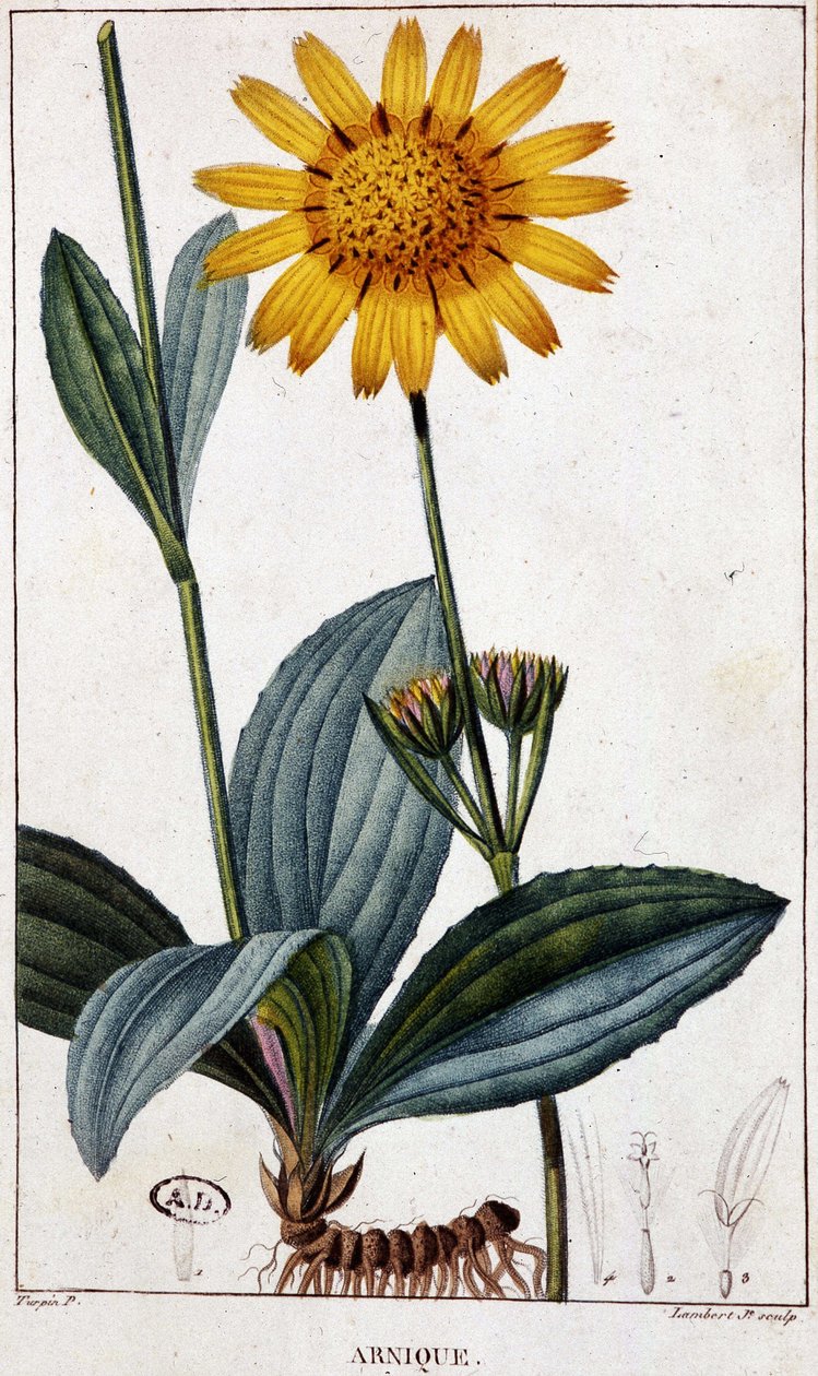 Planta medicinal: Árnica - lámina botánica, finales del siglo XIX. de Unknown artist