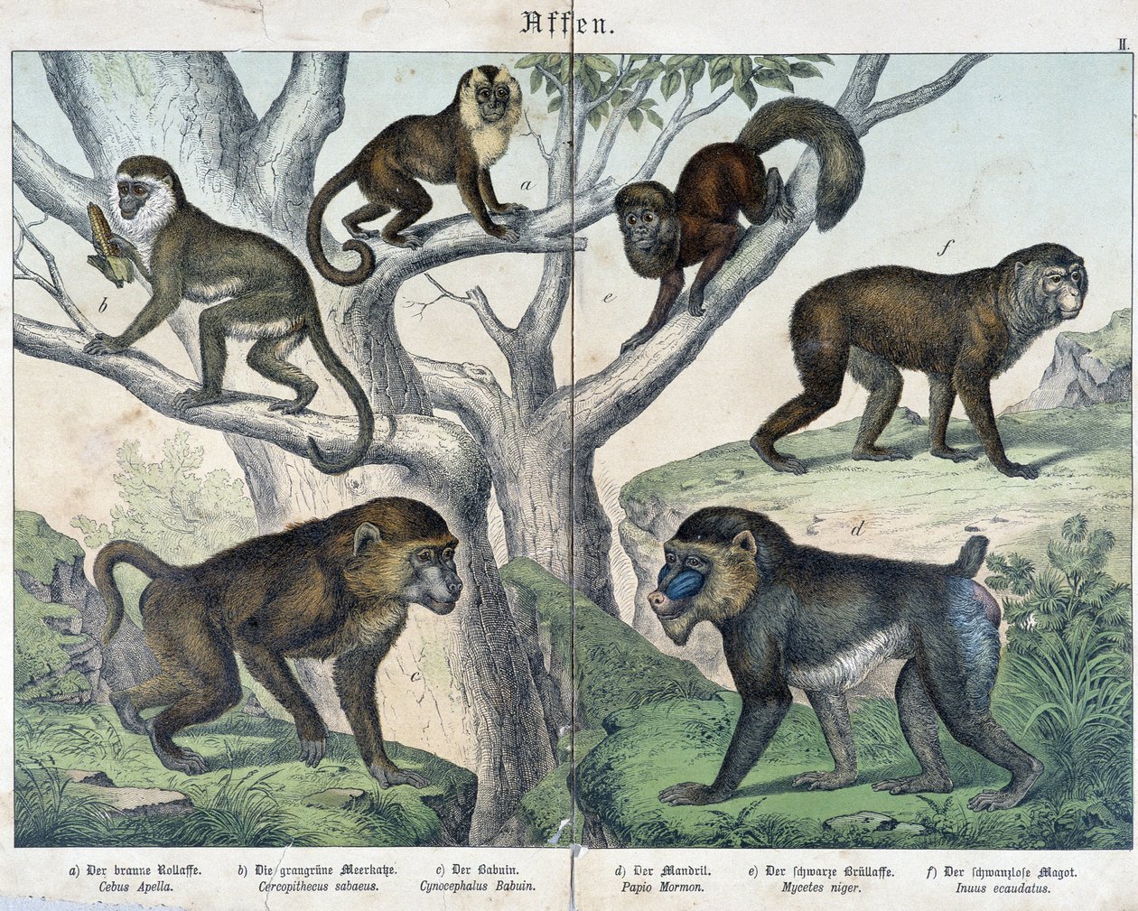 Monos: monos... - en “Historias naturales de mamíferos”, ed. Schreiber de Unknown artist
