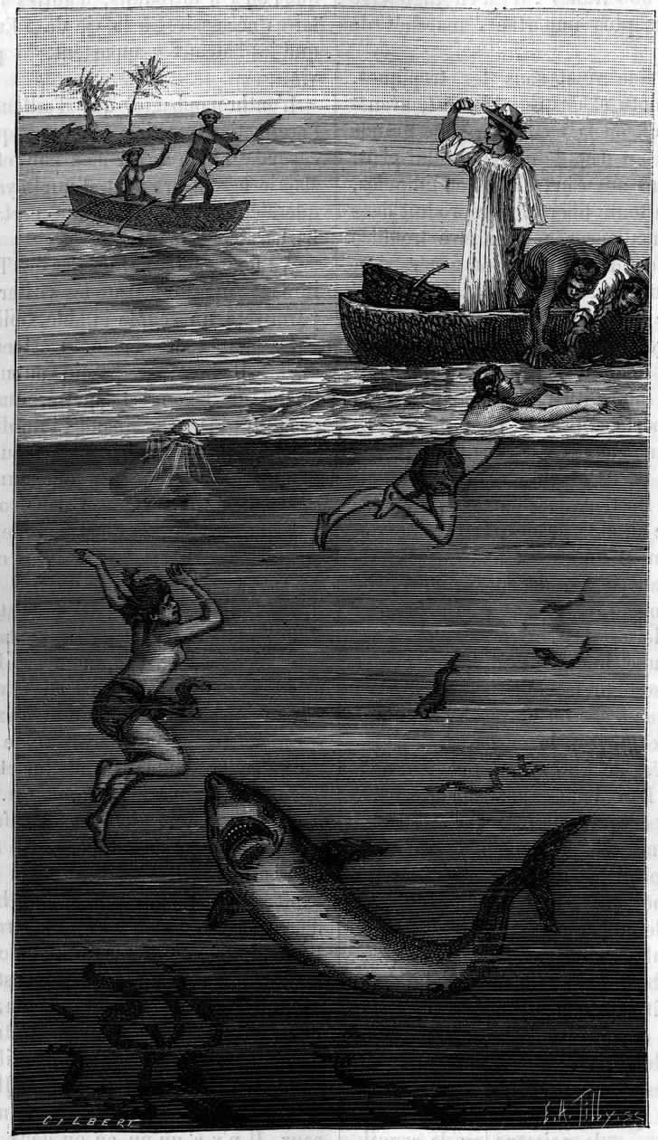 Cultura de nácar en Tahití: un recolector de nácar atacado por un tiburón. (Según los documentos comunicados por el autor). Grabado en “La Nature: revue des sciences et de leurs aplicaciones aux arts et a l