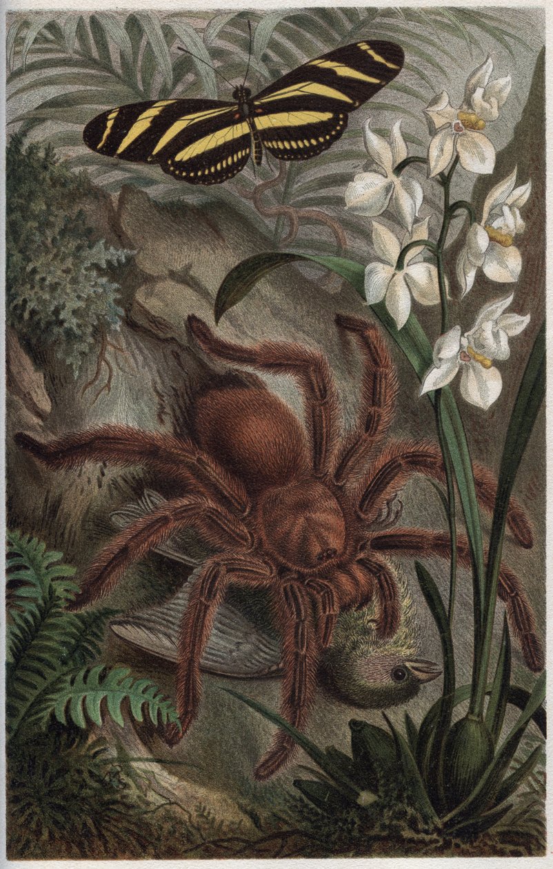 Mygalomorphae (Orthognatha) - grabado de 