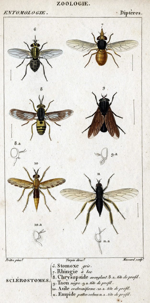 Tabla de historia natural. Entomología. Familia de dípteros. Sclerostomes: 6. Estomox gris; 7. Rhingia con pico; 8. Chrysopside cegadora; 8a. cabeza de perfil; 9. Tábano negro; 9a. cabeza de perfil; 10. Asilo crabroniforme; 10a. cabeza de perfil; 11. Emboi de Unknown artist
