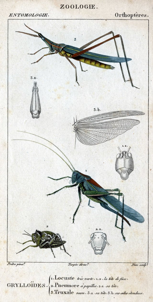Tablero de historia natural. Entomología. Familia de ortópteros. Grylloides: 1. Langosta muy verde. 1.a. la cabeza frontal; 2. Pneumore tiene papilas gustativas; 2.a. su cabeza; 3. Nasu truxal; 3.a. cabeza; 3.b. alas extendidas. de Unknown artist