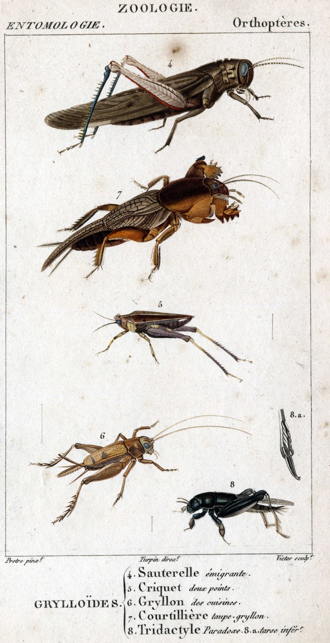 Tabla de historia natural. Entomología. Familia de ortópteros. Grylloides: 4. Saltamontes emigrante; 5. Saltamontes de dos puntos; 6. Gryllon de las cocinas; 7. Gryllon topo; 8. Tridactyl paradoja; 8a. tarso inferior de Unknown artist