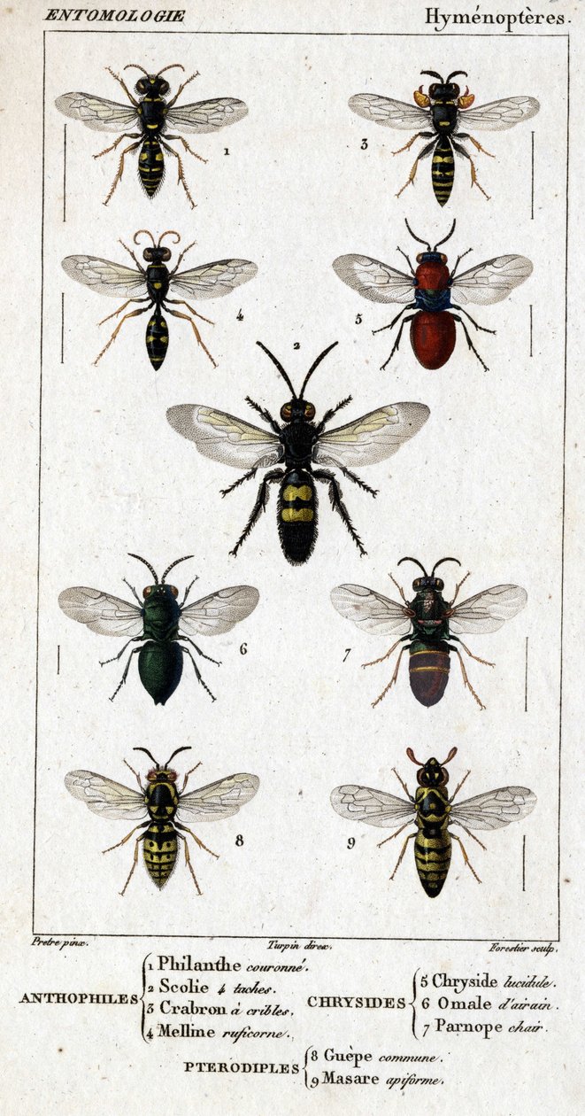 Tabla de historia natural. Entomología. Familia de los himenópteros. Antófilos: 1. Philanthus coronatus; 2. Scolia de 4 manchas; 3. Crabron de pantalla; 4. Mellinus ruficornis. Crisídidos: 5. Chrysis lucida; 6. Omalum cerebral; 7. Parnopes carnea. Pterodíp de Unknown artist