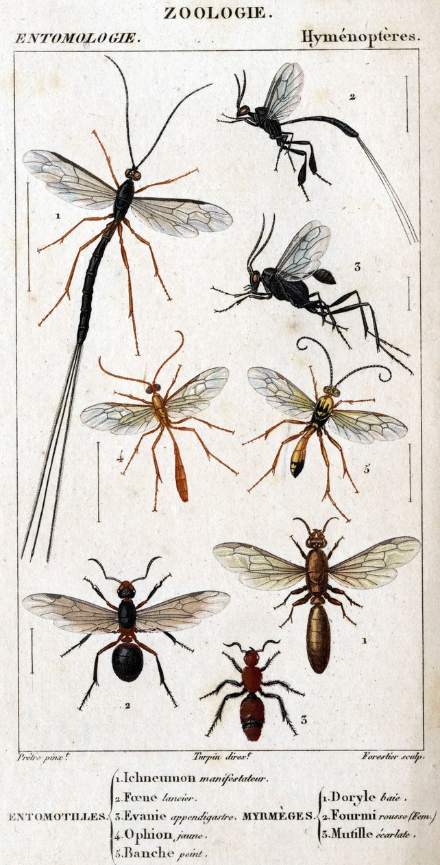 Lámina de historia natural. Entomología. Familia de los himenópteros. Entomotillos: 1. Inchneumon protester; 2. Foene lancier; 3. Evanie appendigastre; 4. Ophion amarillo; 5. Pintado blanco. Mirmeces: 1. Doryle bay; 2. Proporcionado pelirrojo (Fem.); 3. Mu de Unknown artist