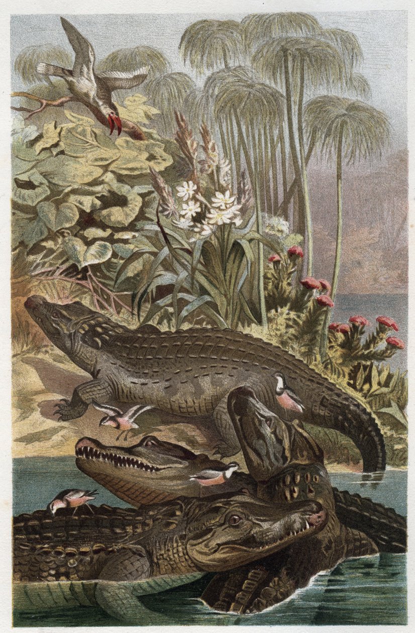 Cocodrilo del Nilo - El cocodrilo del Nilo (Crocodylus niloticus) - grabado de 