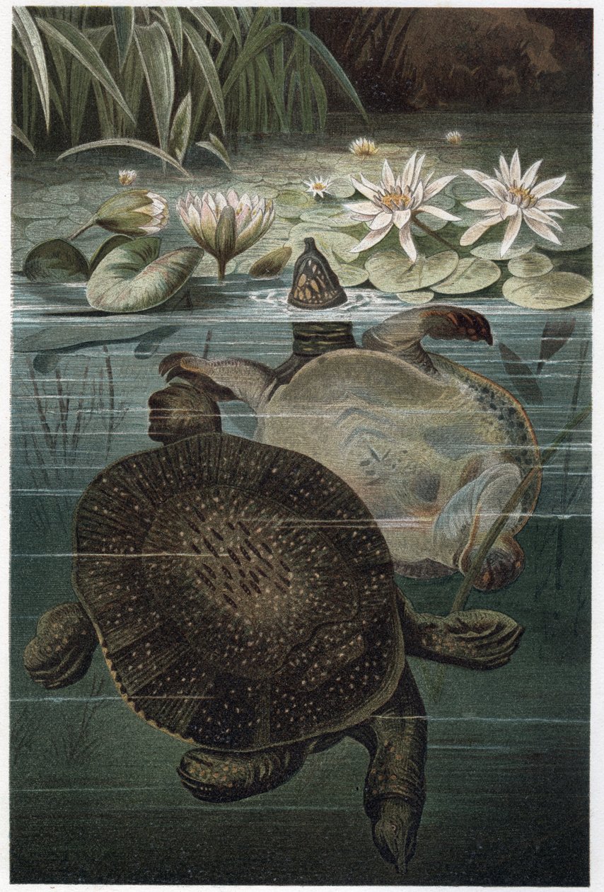 Tortuga de caparazón blando del Nilo (Trionyx triunguis) - grabado de "La vida de los animales" de Alfred Edmund Brehm (1829-1884) de Unknown artist