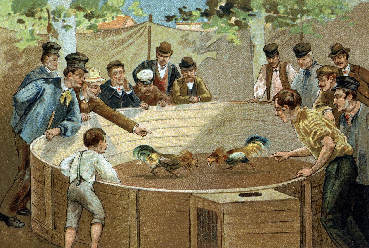 Antigua costumbre celebrada en la región de Flandes: Pelea de gallos. de Unknown artist