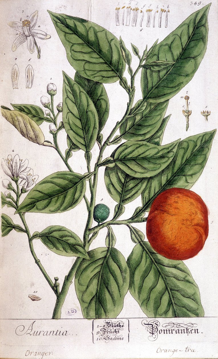 Naranja (Aurentia) - Artes Deco de Unknown artist