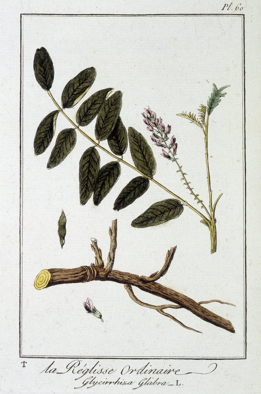 Regaliz común (Glycyrrhiza glabra) - en “Ejercicios de botánica para el uso de los comerciantes”, redactado por J.C. Philibert, Imprenta de Crapelet, París de Unknown artist