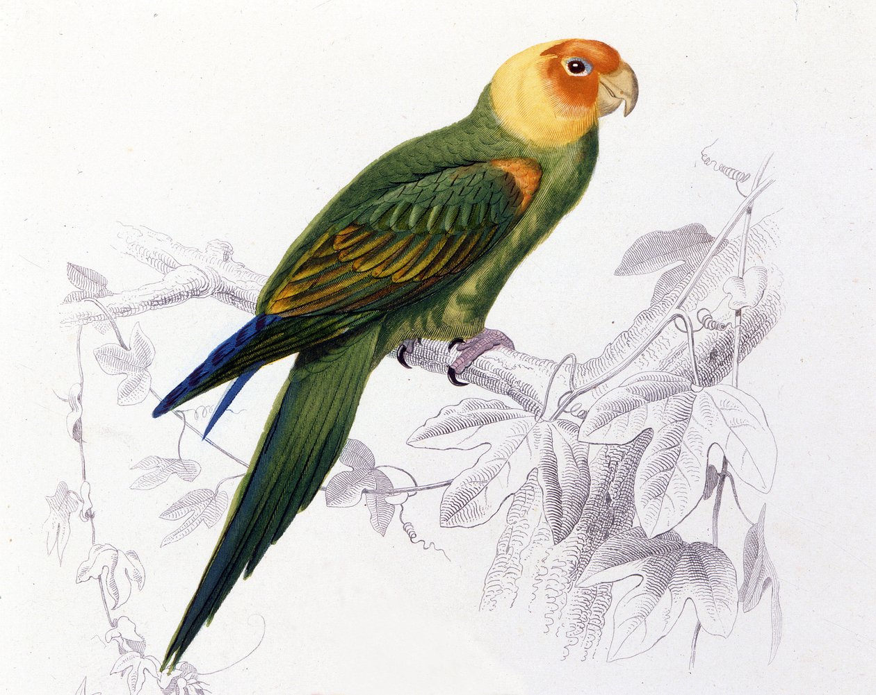 Ornitología: loro de Carolina (Psittacus carolinensis) de Unknown artist