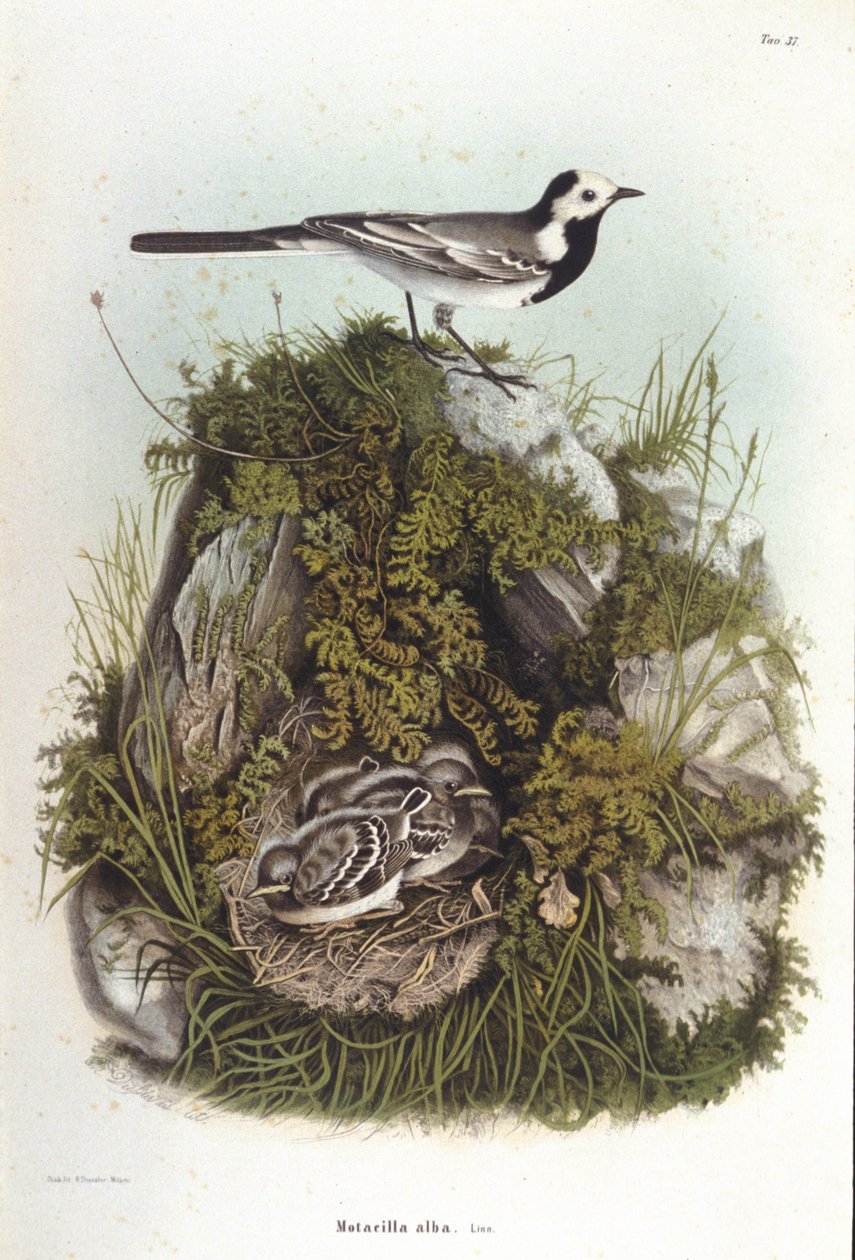 Ornitología: una bergeroneta gris (motacilla alba) cerca del nido de sus crías. Lámina de zoología del siglo XIX. de Unknown artist
