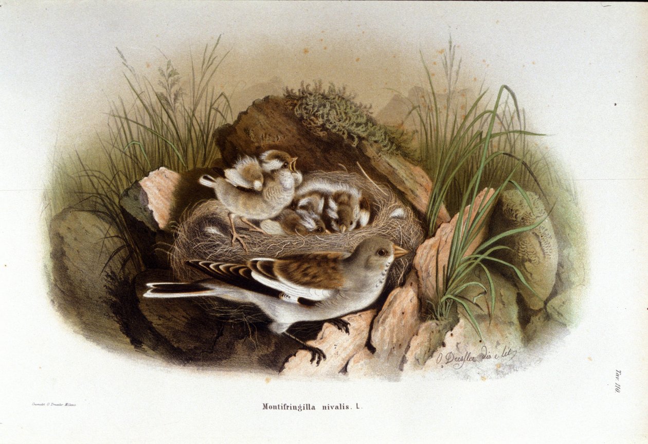 Ornitología: una niverolle alpina cerca del nido de sus crías. de Unknown artist
