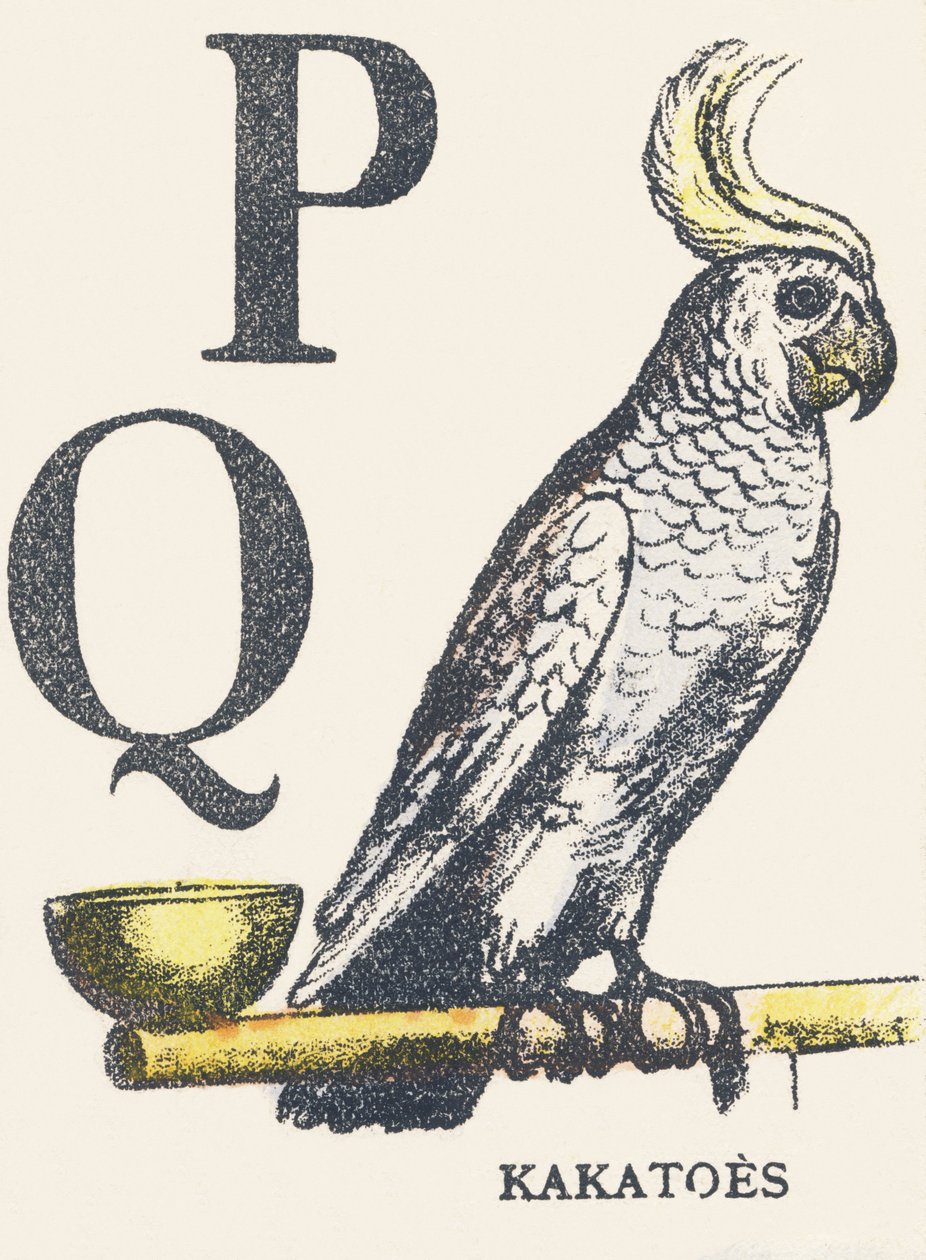 P Q: cacatúas de Unknown artist