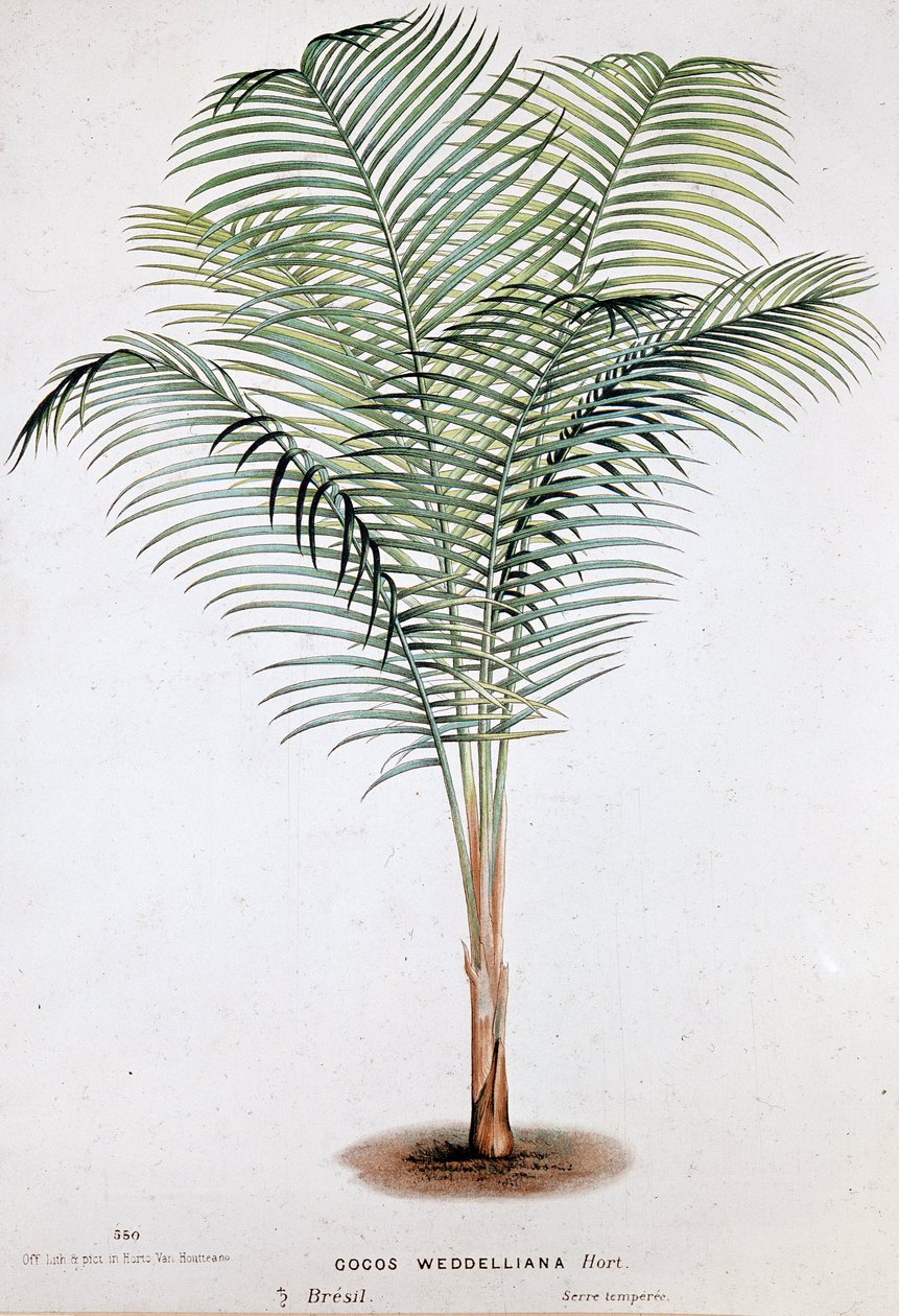 Palma Cocos Weddelliana (Brasil) - lámina botánica de Unknown artist
